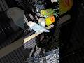 lovebird #trending #birds#parrot #fishaquarium #breedingpair #lovebirdsfarming #pets #indoorbreeding