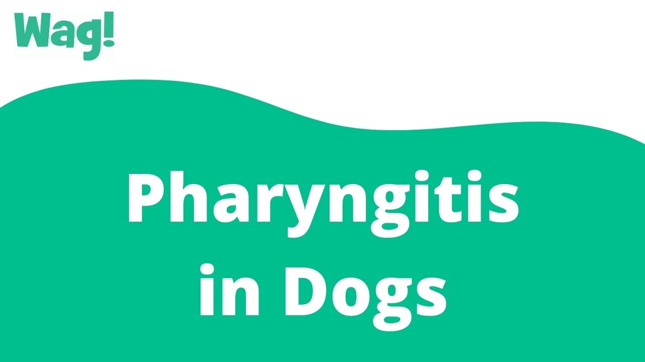 Pharyngitis in Dogs | Wag! - YouTube
