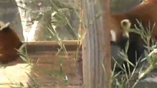 釧路市動物園　レッサーパンダが紅葉からこんにちは＾＾