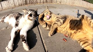 キジトラ猫とキジシロ猫が2匹仲良く一緒にゴロンゴロンする
