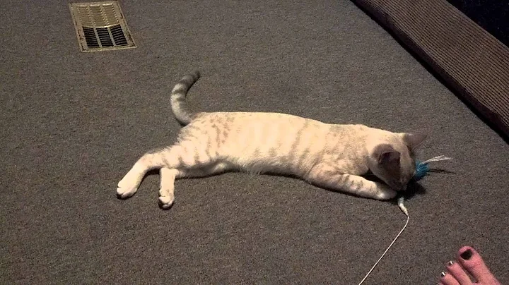 Watch the video about Snow Bengal playing