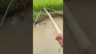 Download Lagu Fishing net, nganco ikan nila babon di Siringan sawah MP3