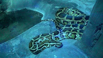 Bermese Python - Cincinnati Zoo