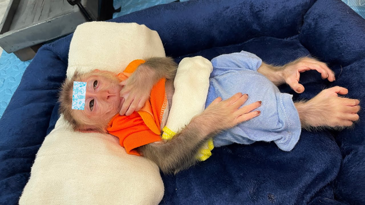 Baby monkey Junbi had a stomachache until Dad helped 💕 So touching!