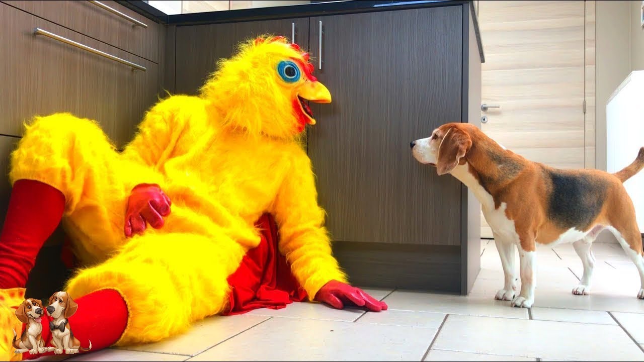 Dog vs Giant Chicken PRANK : Louie The Beagle