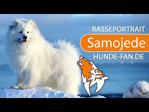 ► Samojede [2020] Rasse, Aussehen &amp; Charakter