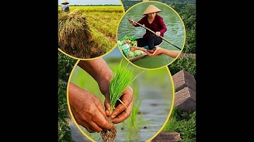 Kênh chia sẻ hành trình viết học thuật về vùng ven, sinh kế, văn hóa và chính sách địa phương.