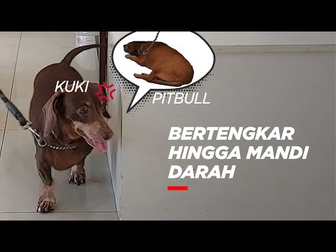 Video: Tanya seorang Ahli - Anjing 