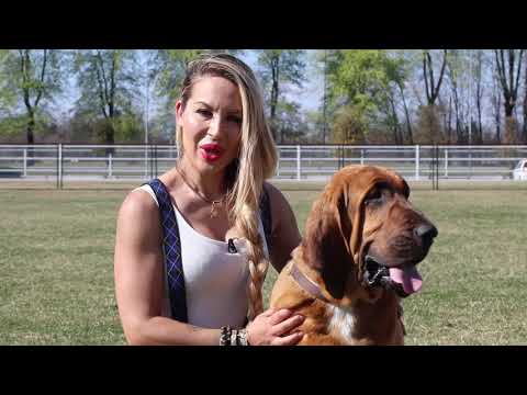 Video: Bloodhound Cane Di Razza Ipoallergenico, Salute E Durata Della Vita