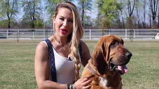 Caratteristiche Razza Bloodhound o Cane di Sant’Uberto