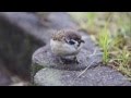 雅夢『秋時雨』