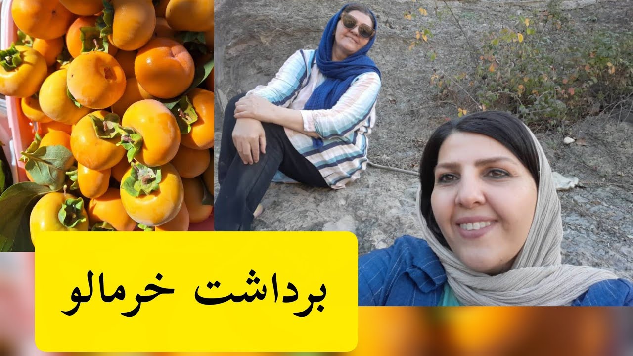 🌺مزه‌ی شیرین  روز برداشت خرمالو🌺