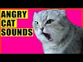 ANGRY Cat Sounds Aggressive Cat Sounds ANGRY Cat Sounds Aggressive Cat Sounds
