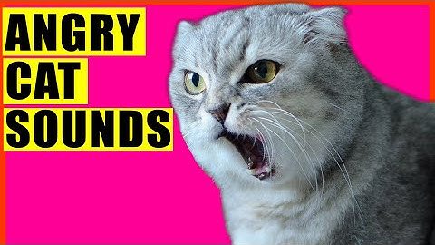 ANGRY Cat Sounds (Aggressive Cat Sounds)