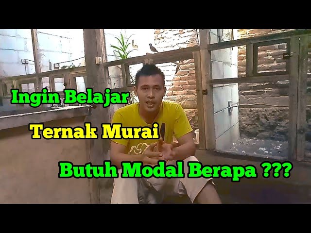 Rincian Modal Ternak Murai Batu Pemula