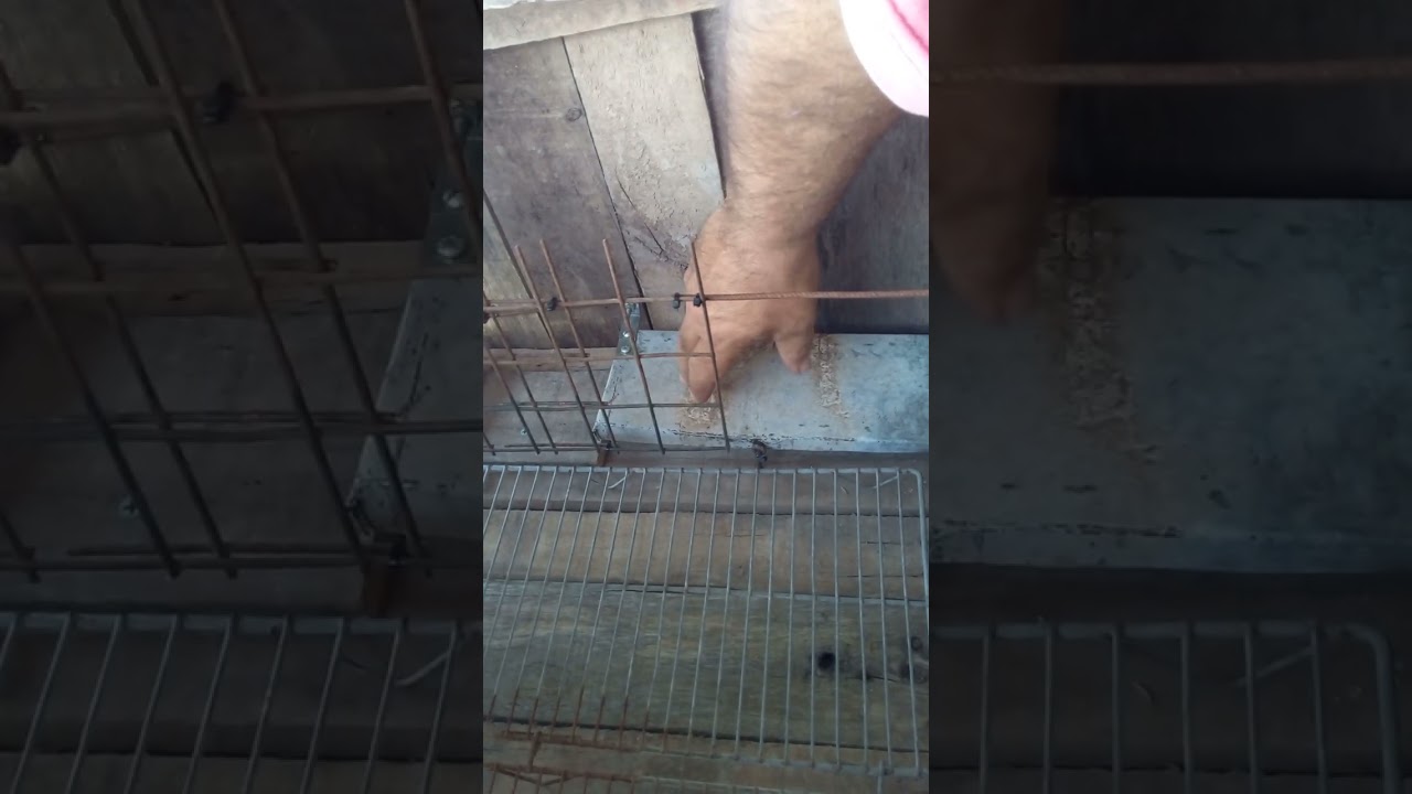 cajón automático para palomos de trabajo.