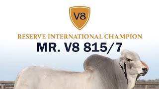 Mr. V8 815/7 - V8 Ranch Brahman Bull