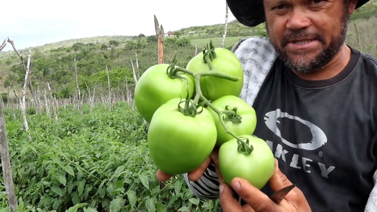 O MELHOR ADUBO PARA ENCHIMENTO DA FRUTA DO TOMATE, PEPINO, CEBOLA, PIMENTÃO Berinjela,ETC...