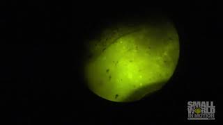 Photinus Pyralis Firefly Abdomen 2017 Nikon Small World