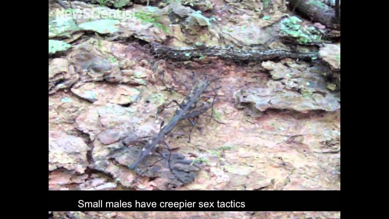 science jobs london Male weevil sex tactics vary with size