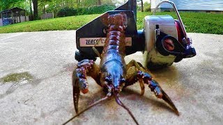 Fishing With Crawfish As Bait