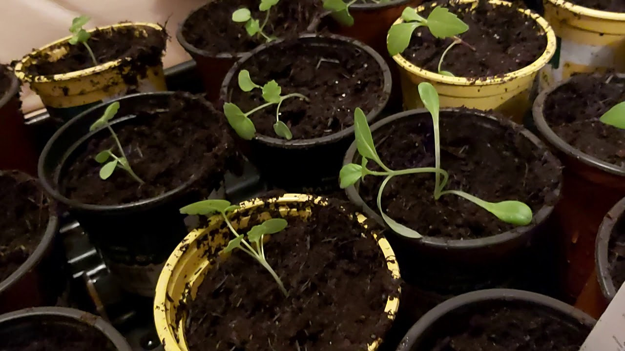 Repotting Dahlia and Geraniums YouTube