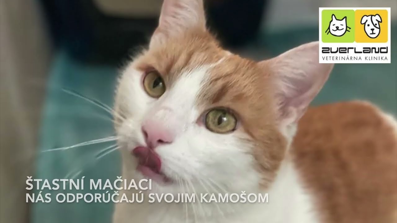 Náhľad videa o hoteli pre mačky