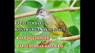 Suara burung kapas tembak gacor pilihan para juri sensasional Durasi panjang