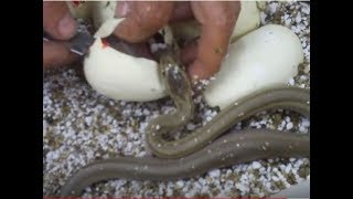 Angry BABY Snakes that Won't Stop Striking Net Worth
