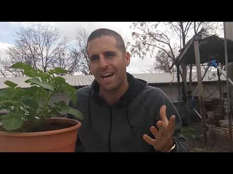 וִידֵאוֹ: האם קליפות אגוז טובות לגינה?