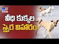 Stray dogs swayra vihara in anantapur district  tv9