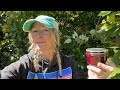 MAKE YOUR OWN grape jelly &amp; juice from SCRATCH ~ concord grapes, low sugar recipe