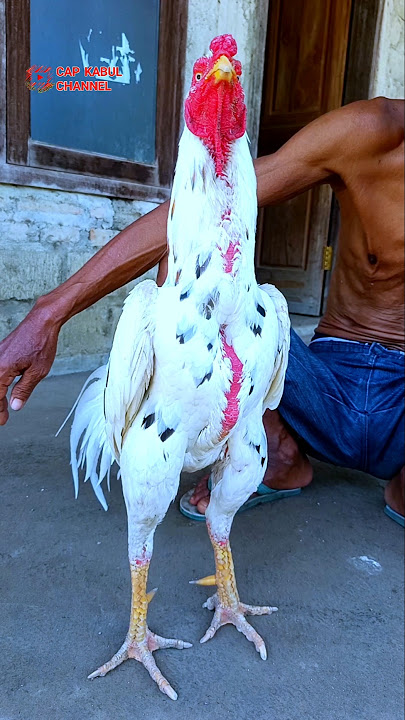 kondisinya memiliki stamina yang bagus #ayam #chicken #animals #funny #fypシ