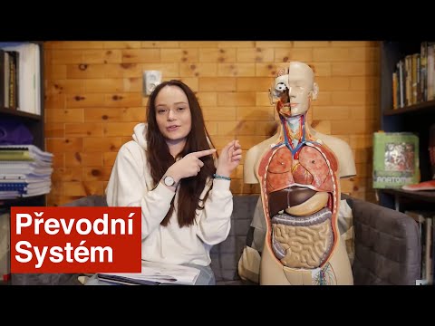 Video: Mechanicko-vápníkové A Mechanicko-elektrické Zpětné Vazby V Lidském Kardiomyocytu Analyzované Matematickým Modelem