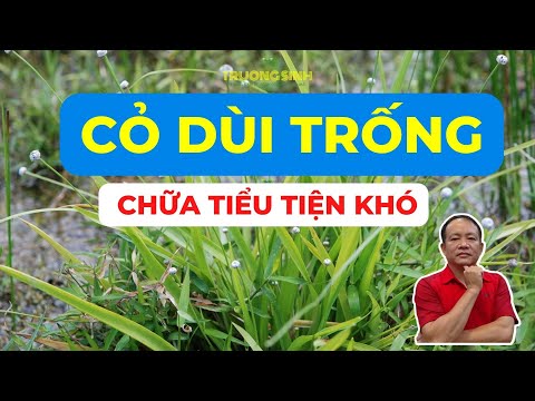 Video Cây Cỏ Dùi Trống Có Tác Dụng Chữa Trị Bệnh Gì | Chữa... - youtube