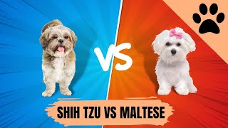 Shih Tzu vs Maltese  ¿Qué perro es mejor para ti?