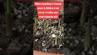 Успей посадить каллу вовремя – иначе будешь жалеть! #сад #калла #доходнацветах #квіти #зантедеския