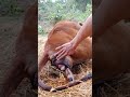 Cách đỡ đẻ cho bò