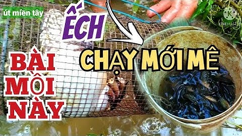 BÀI MỒI ĐẶT LỢP ẾCH BẰNG MỒI CÁ RÔ SỐNG/ÚT MIỀN TÂY