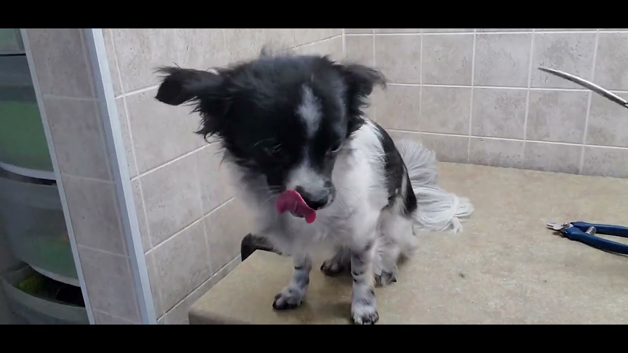 Chihuahua/Toy Poodle dog breed full groom, dog grooming, no restraints