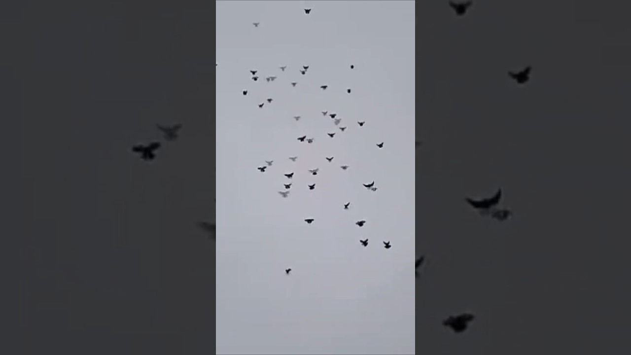 7.02.26.г.Красивая посадка