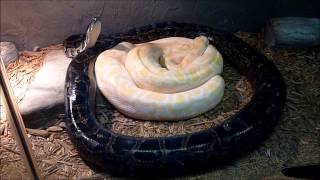 The Burmese python (Python bivittatus) / Le Python birman