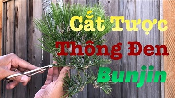 Cắt Tược Thông Đen Bunjin