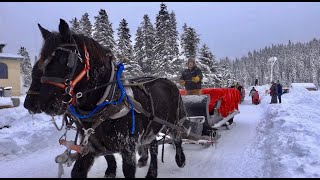 Horse Drawn Sleigh in Lake Louise | Winter 2020