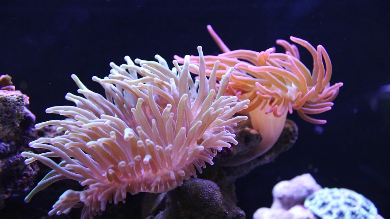 Anemone Spotlight YouTube