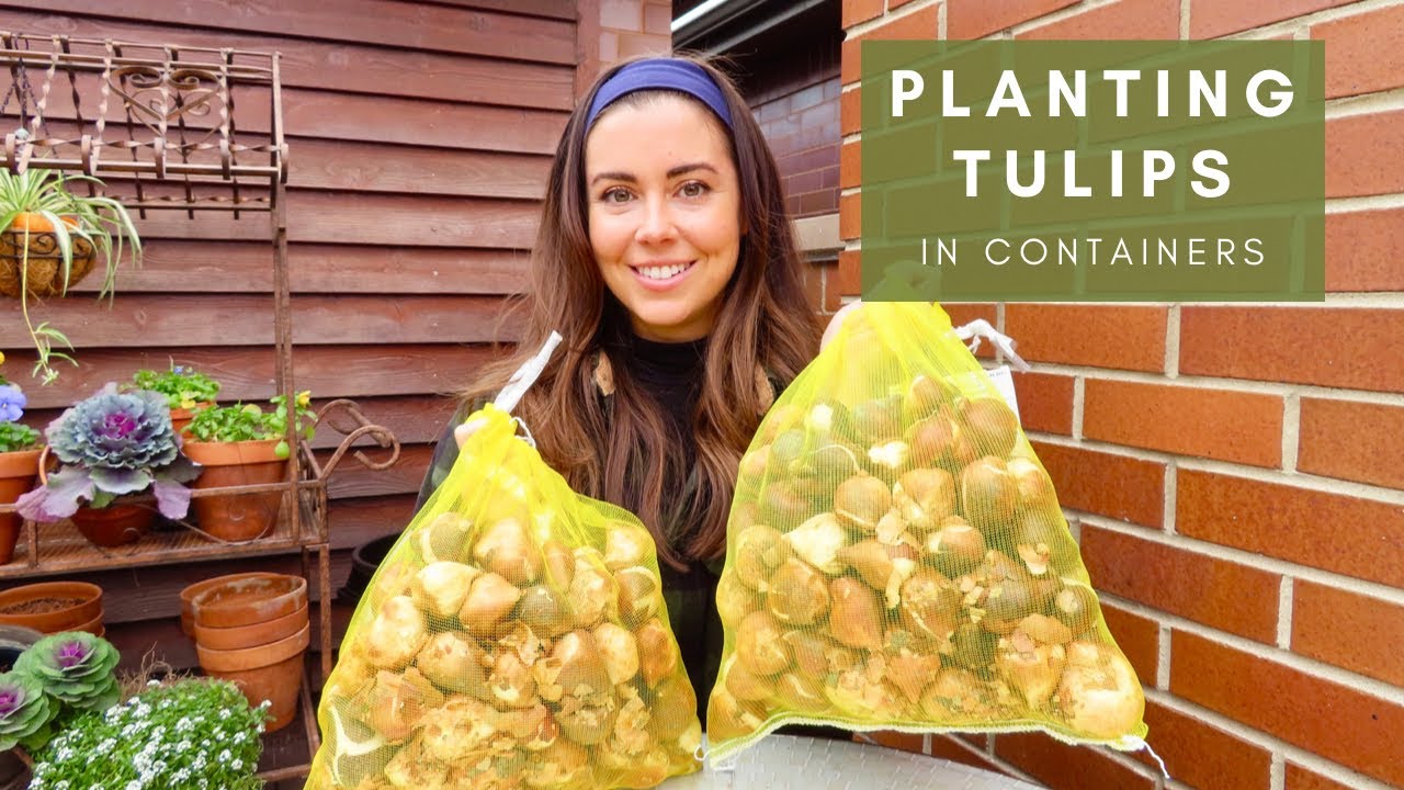 Посадка тюльпанов в контейнерном саду | Уроки прошлогодних ошибок