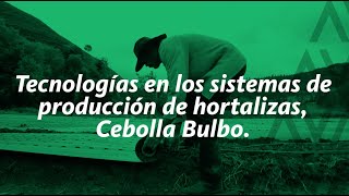 Cebolla de Bulbo