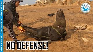 Fighting to Save a Giant Seal Trapped in Ocean Trash!