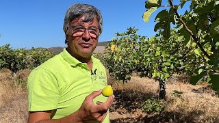 Bataille pour l'eau en Algarve : les agriculteurs innovent pour préserver la fertilité de leurs s…