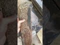 Can this bush axe make a good knife ? Bush axe knife build part 1 #bushcraft #knifemaking